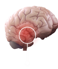 Brain with a cross section of the hypothalamus highlighted.